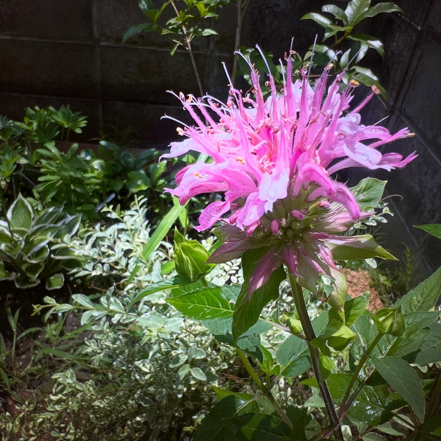 5月の初めにお裾分けしていただいたペルガモットのお花が咲き始めて、毎日観察するのがとても楽しみです。こんな暑さにも負けず、太陽に向かって咲き誇る姿が素敵過ぎる。このペルガモットさんは昨年は赤いお花を咲かせていたそうで、どうやらこちらに来て先祖返りでピンクのお花に。
日々、虫さんと雑草さんとの根比べですが植物いじりは最高の癒しです🤭。