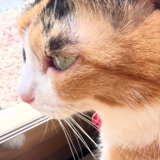 みーちゃんの横顔が可愛かったのでパシャリ。まつ毛が光に当たってとても綺麗でした。彼女は本当に女の子だなぁ、という仕草と佇まい。人が怖くて嫌いで「シャーシャー」しかなかった彼女が今1番の甘えん坊です。愛おしいです。寝相はご愛嬌。w