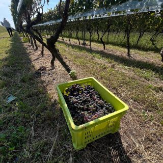 先日、ワイン用ぶどうの収穫のお手伝いに行ってまいりました。かねてからやってみたかったことのひとつ。実現できて嬉しい。素晴らしい景色。それにとっても楽しかった！ぶどうやワインについていろんなお話も伺うことができました。たくさんの手間と愛情、そして月日を経て出来上がるワイン。大切にいただかなければ、、としみじみ思いました。またお手伝いに伺いたいです。おねえさん、お誘いいただきありがとうございました🙇‍♂️。ちなみにこの日のぶどうはメルローでした🍷🍇！